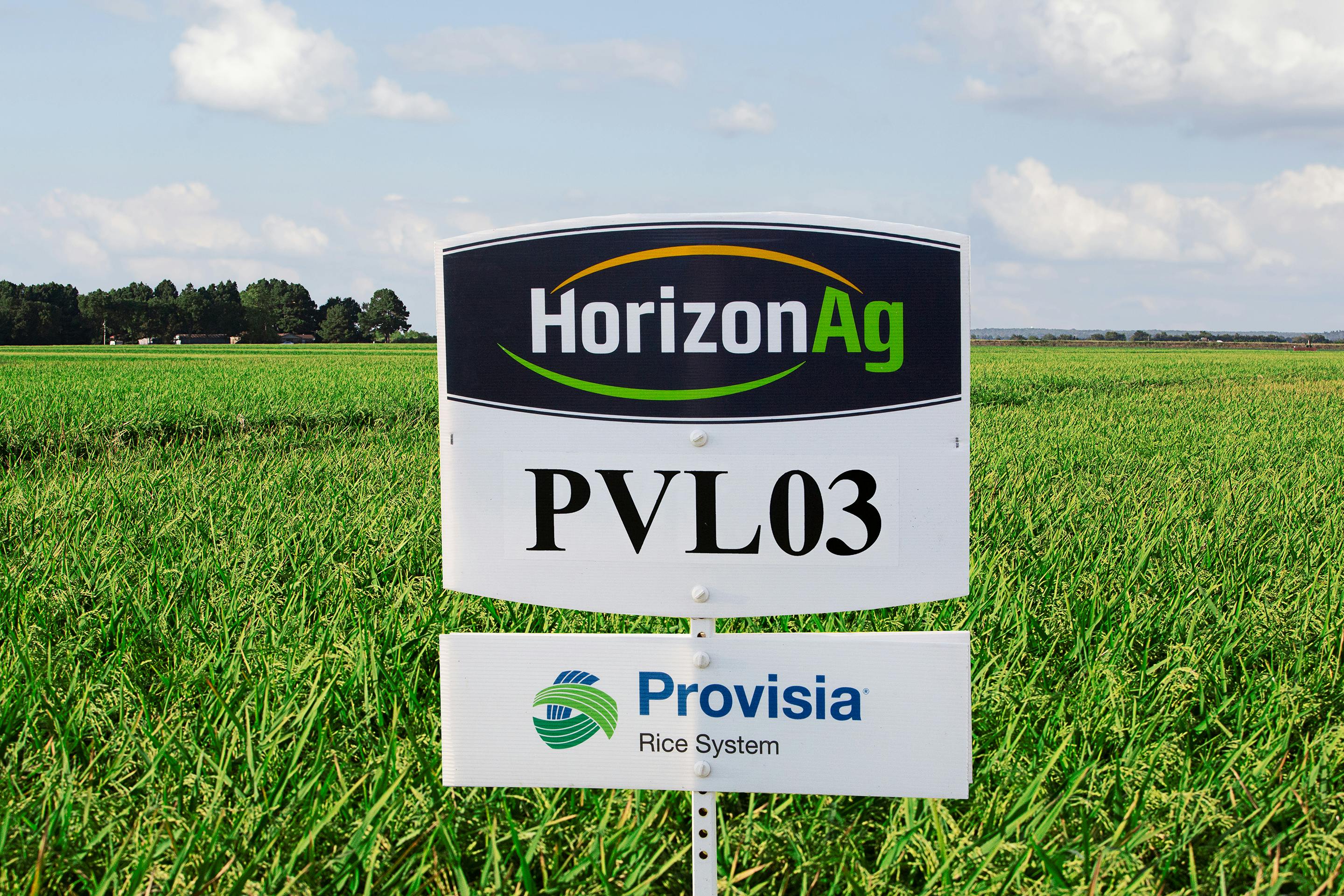 New Horizon Ag Provisia rice variety PVL03 provides higher yield potential, excellent milling quality and outstanding resistance to blast and Cercospora