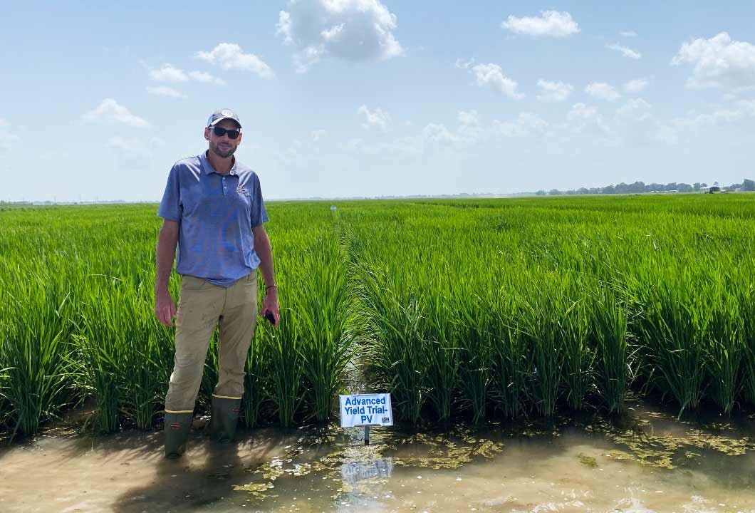 Dr. Adam Famoso, rice breeder at the LSU AgCenter, standing in promising advanced Provisia lines at the LSU AgCenter