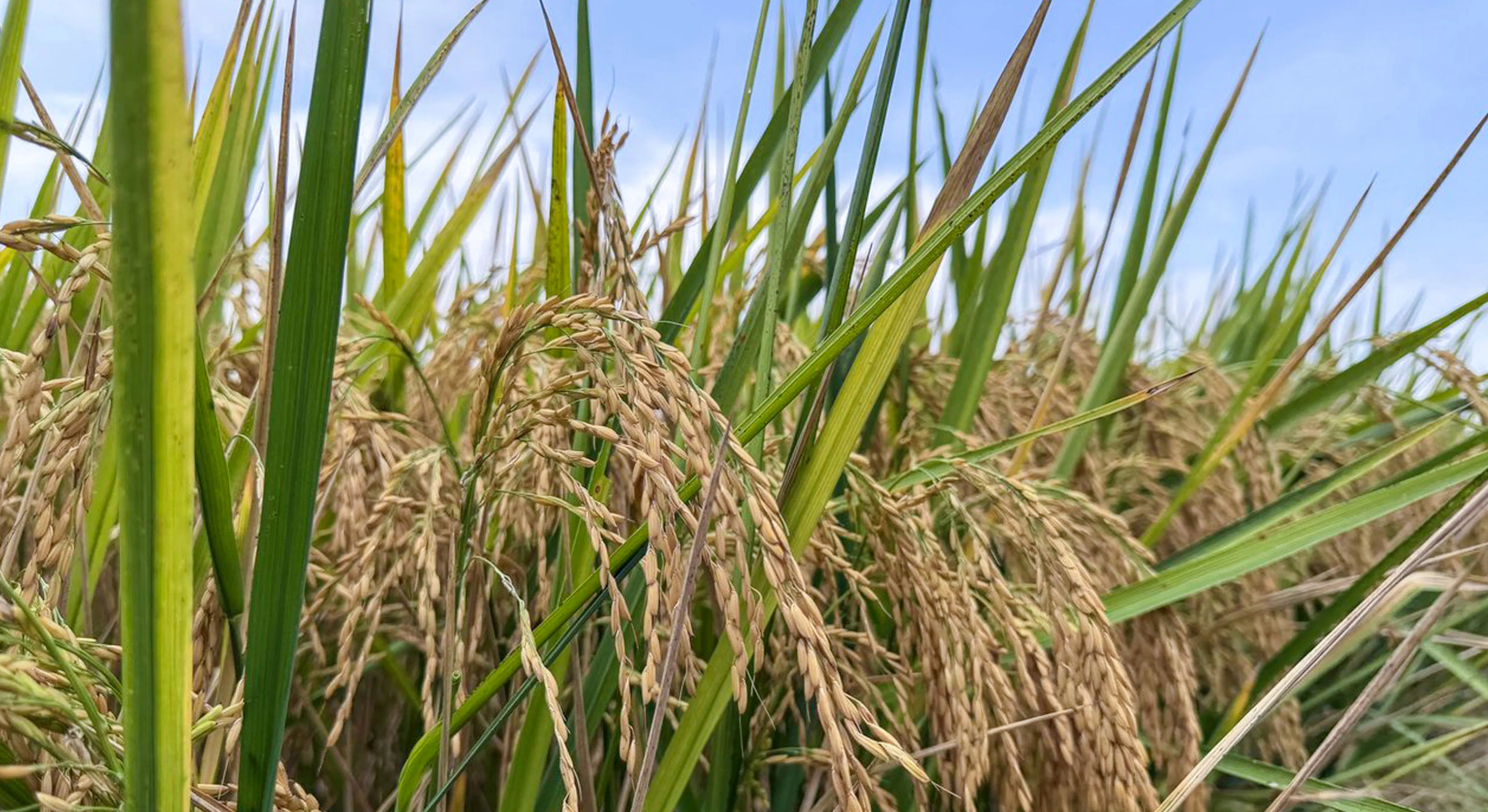 PVL06 drained in Corning, AR