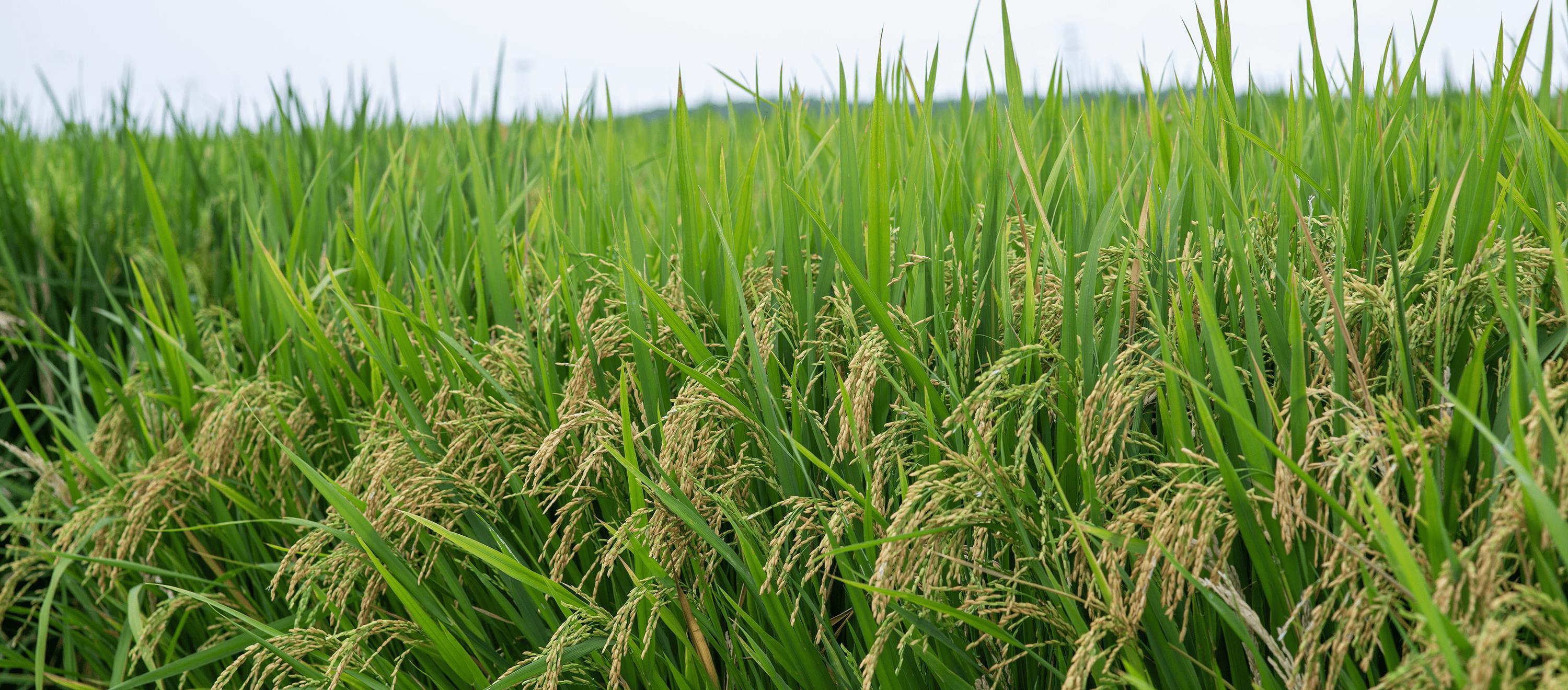 Healthy Provisia® rice at the Northeast Rice Research and Extension Center - Harrisburg, AR