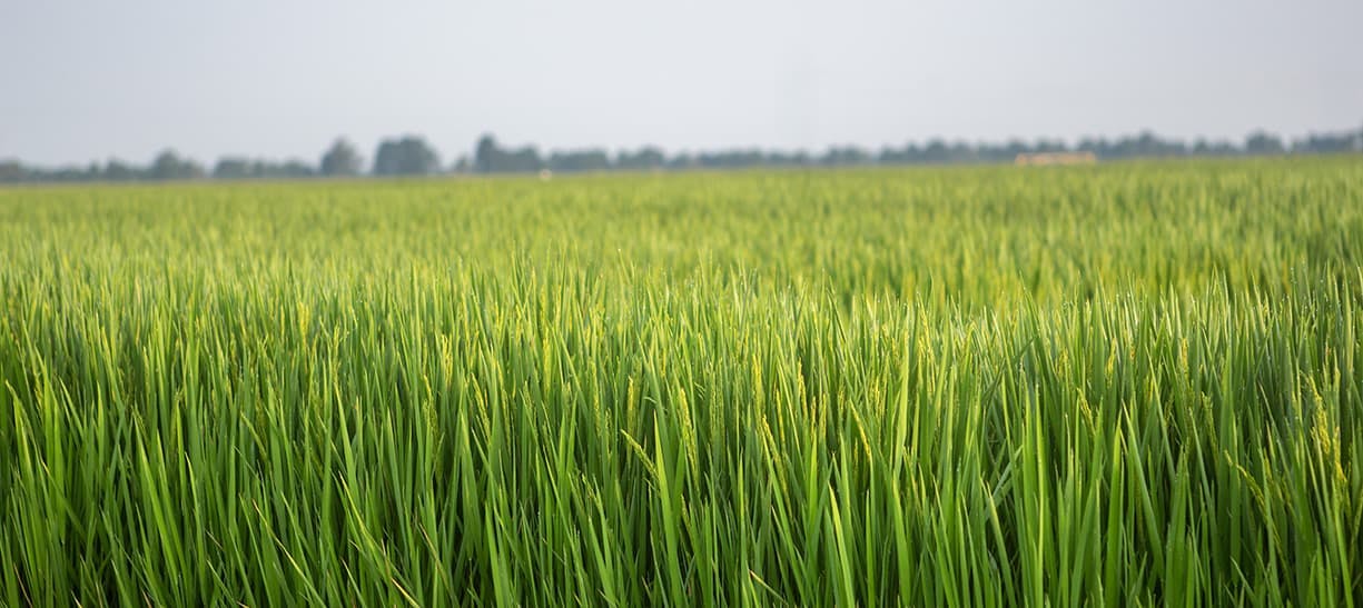 Horizon Ag rice growing in Harrisburg, Arkansas.