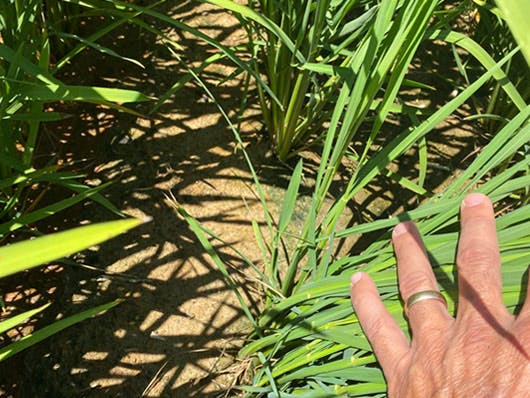 Louisiana Rice: Big Changes in Varieties On-Tap for 2021 – AgFax