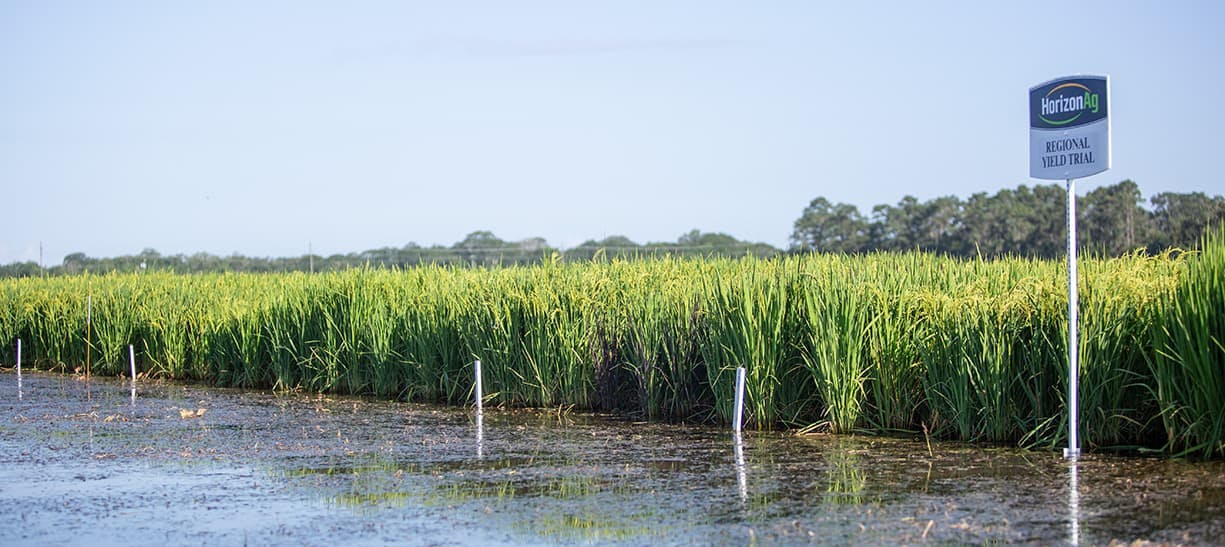 Horizon Ag yield trials at the LSU Ag Center