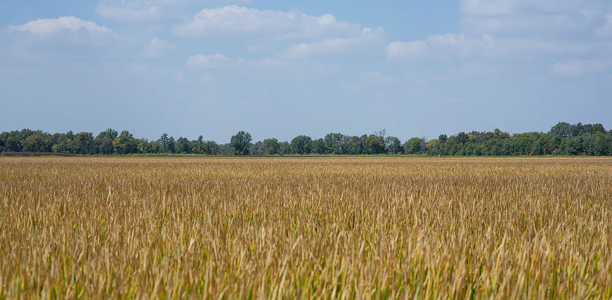 PVL04 at harvest near Bernie, MO