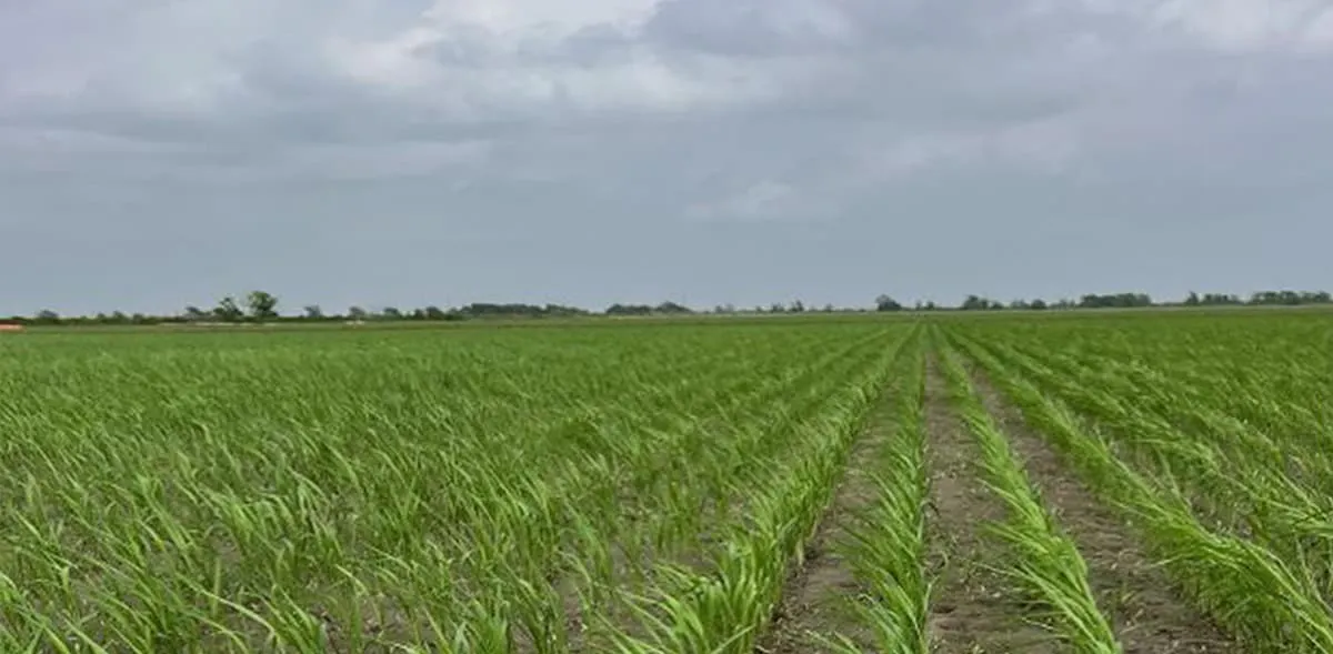 CLJ01 in Liberty County, Texas