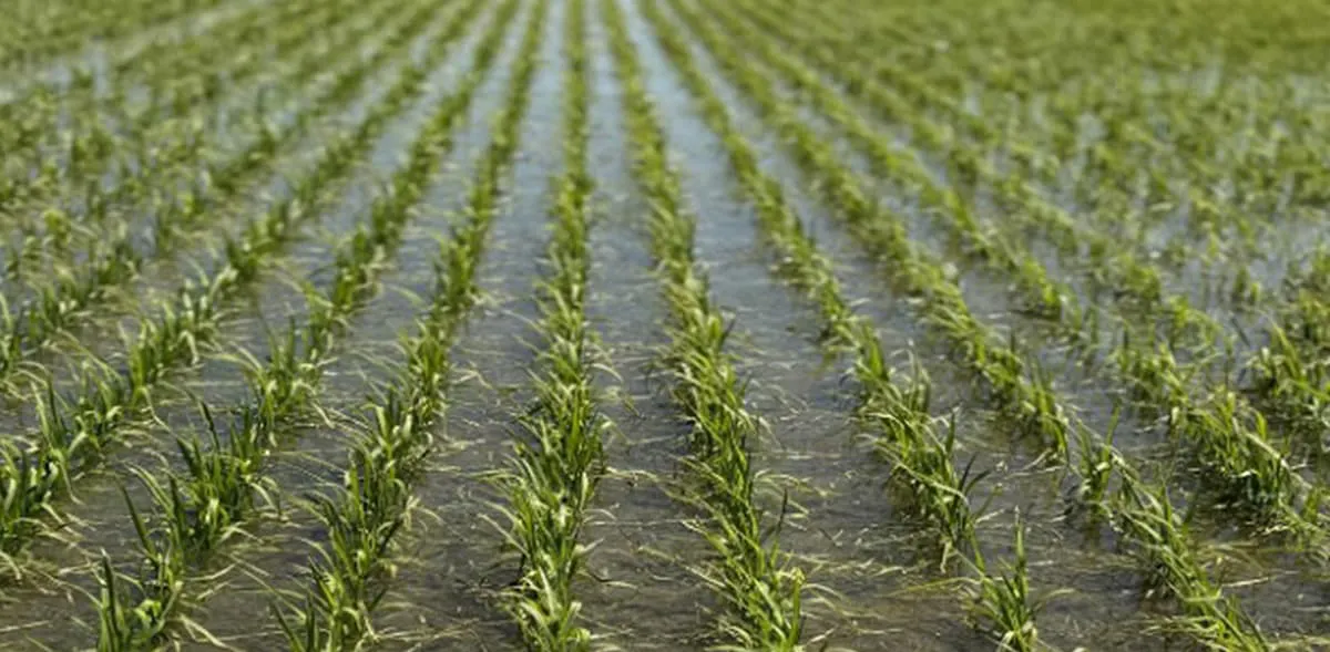 CLL19 in Lavaca County, Texas