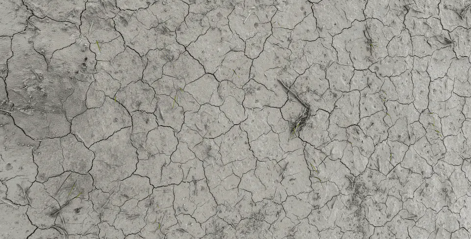 Crusted over field of CLL18 in Neelyville, MO