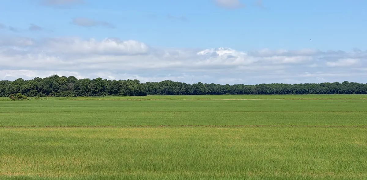 Rice expressing 