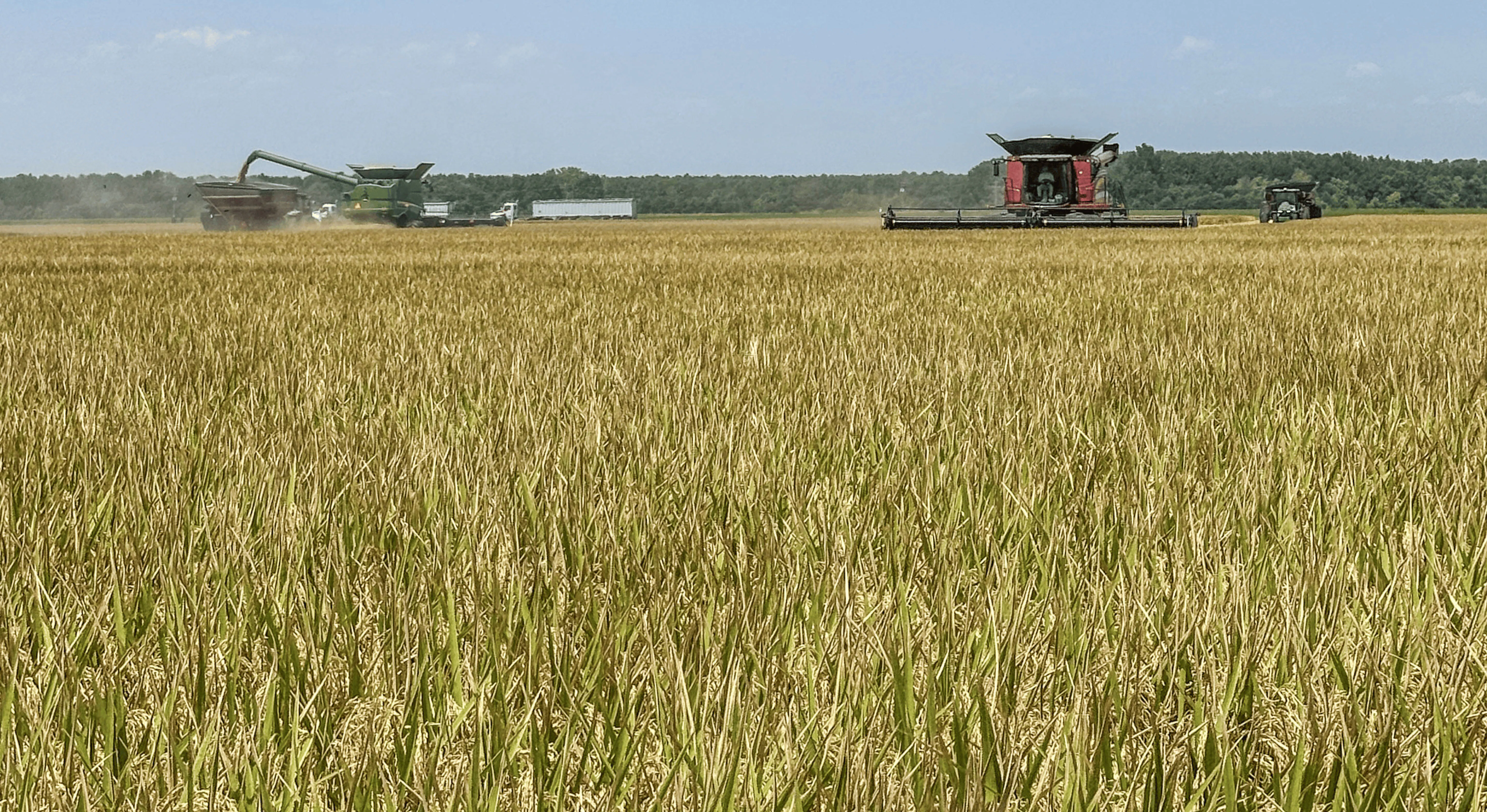 PVL06 being harvested in Corning, AR