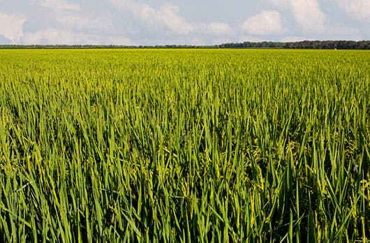 Louisiana Rice: Big Changes in Varieties On-Tap for 2021 – AgFax