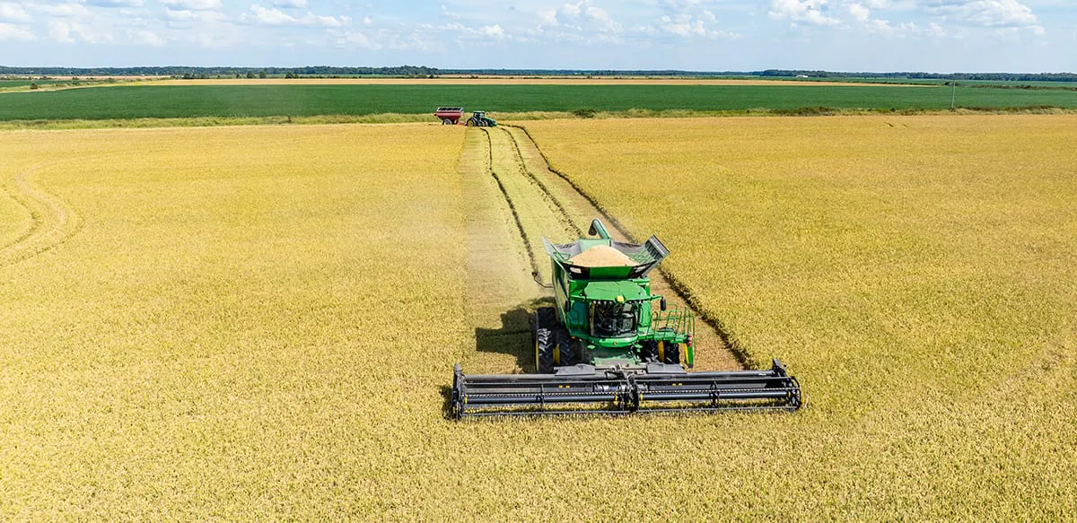CLL19 being harvested in Northern Arkansas.