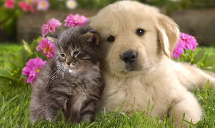Horizon Veterinary Services Home horizon-veterinary-services-home
