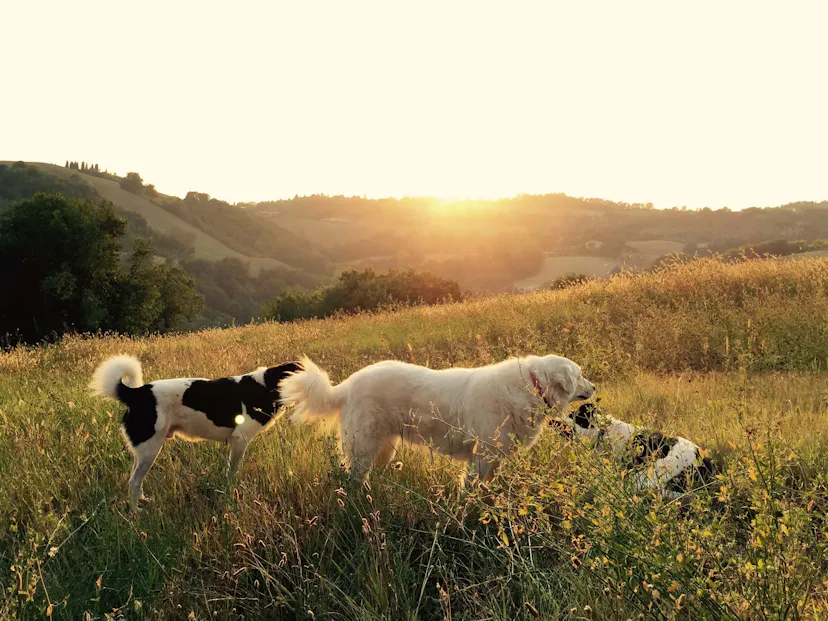 Horizon Veterinary Services Home horizon-veterinary-services-home