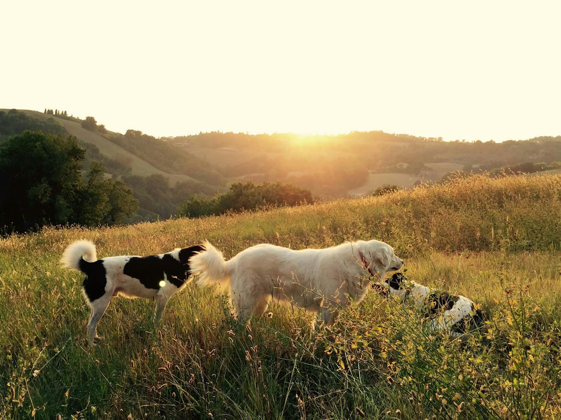 Horizon veterinary services home