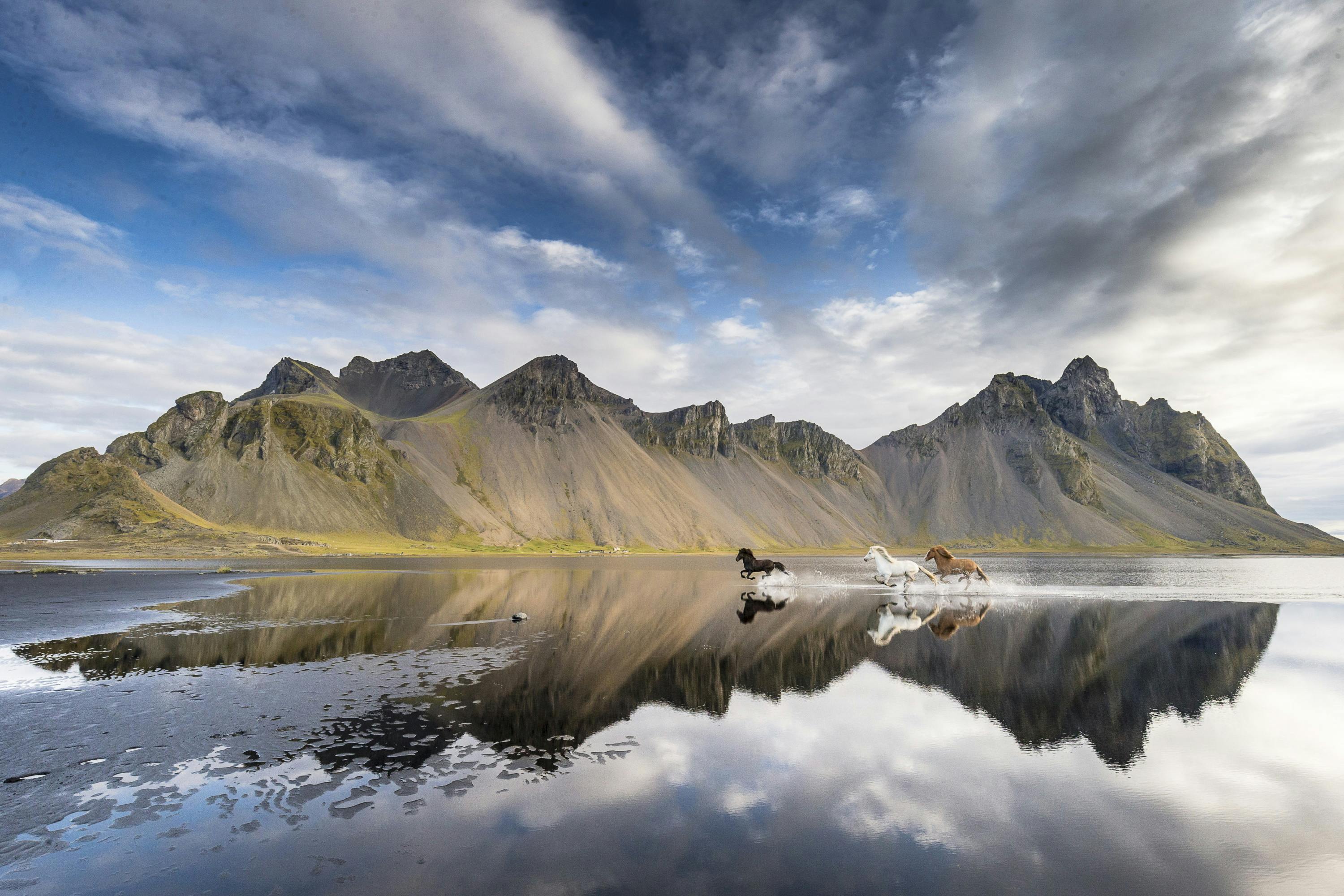 Icelandic Horses galloping on the black sand beach of Vestrarhorn in Iceland