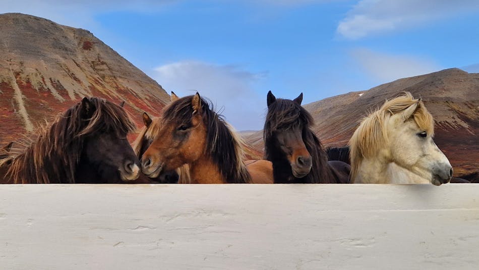 Icelandic horses in a roundup pen in the North of Iceland