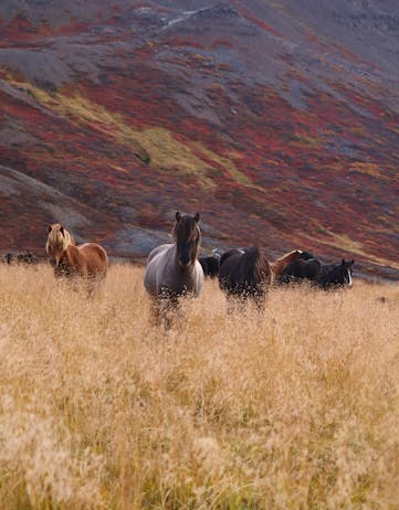 A few curious Icelandic horses roaming free in Iceland