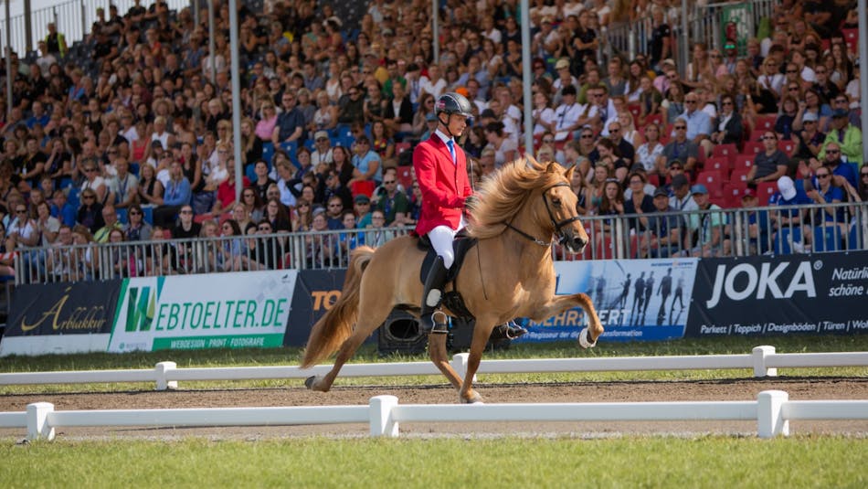 Icelandic horse riding competition