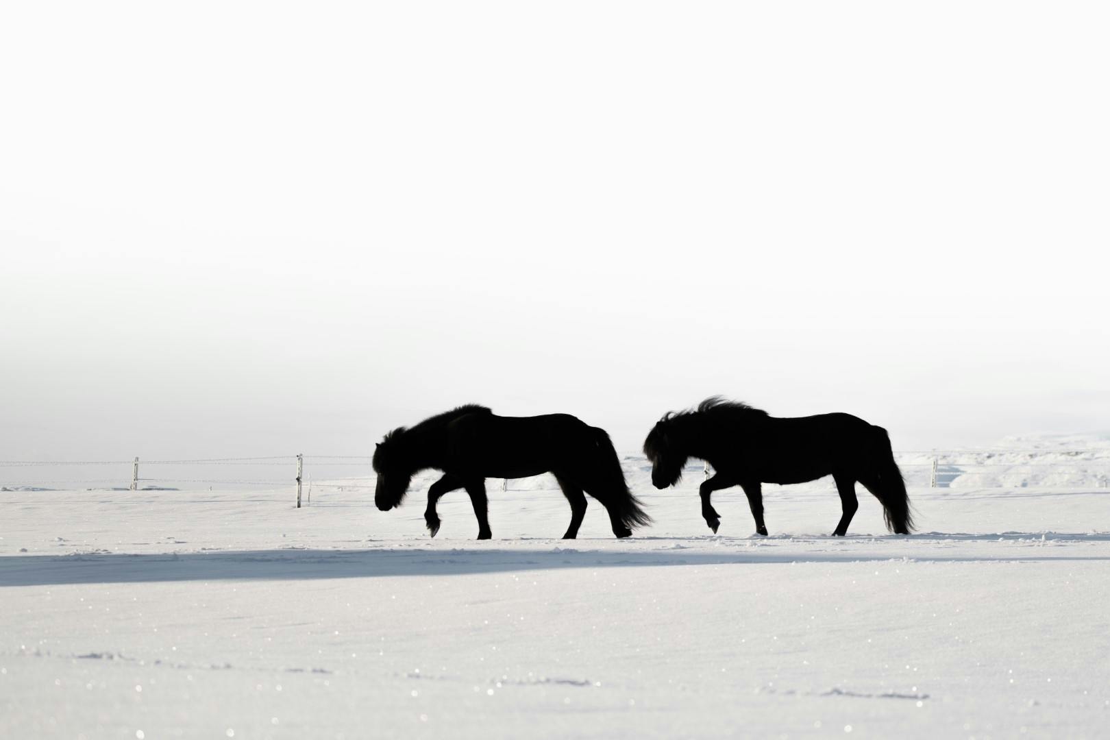 Two Icelandic horses walking in the snow
