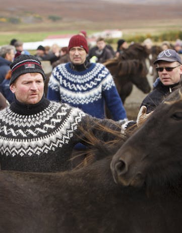 Breeders rounding up horses in Iceland
