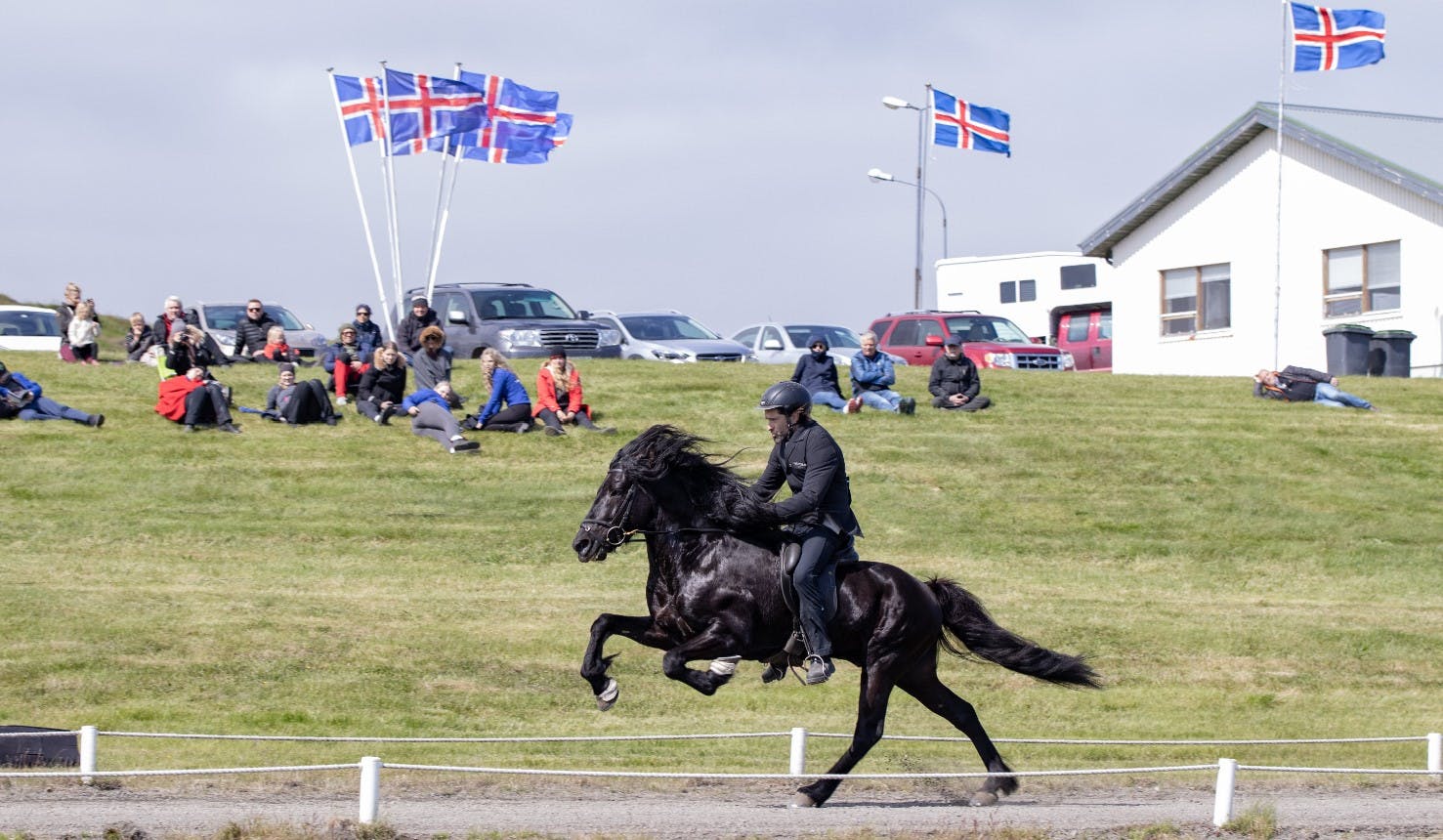 An Icelandic horse in gallop