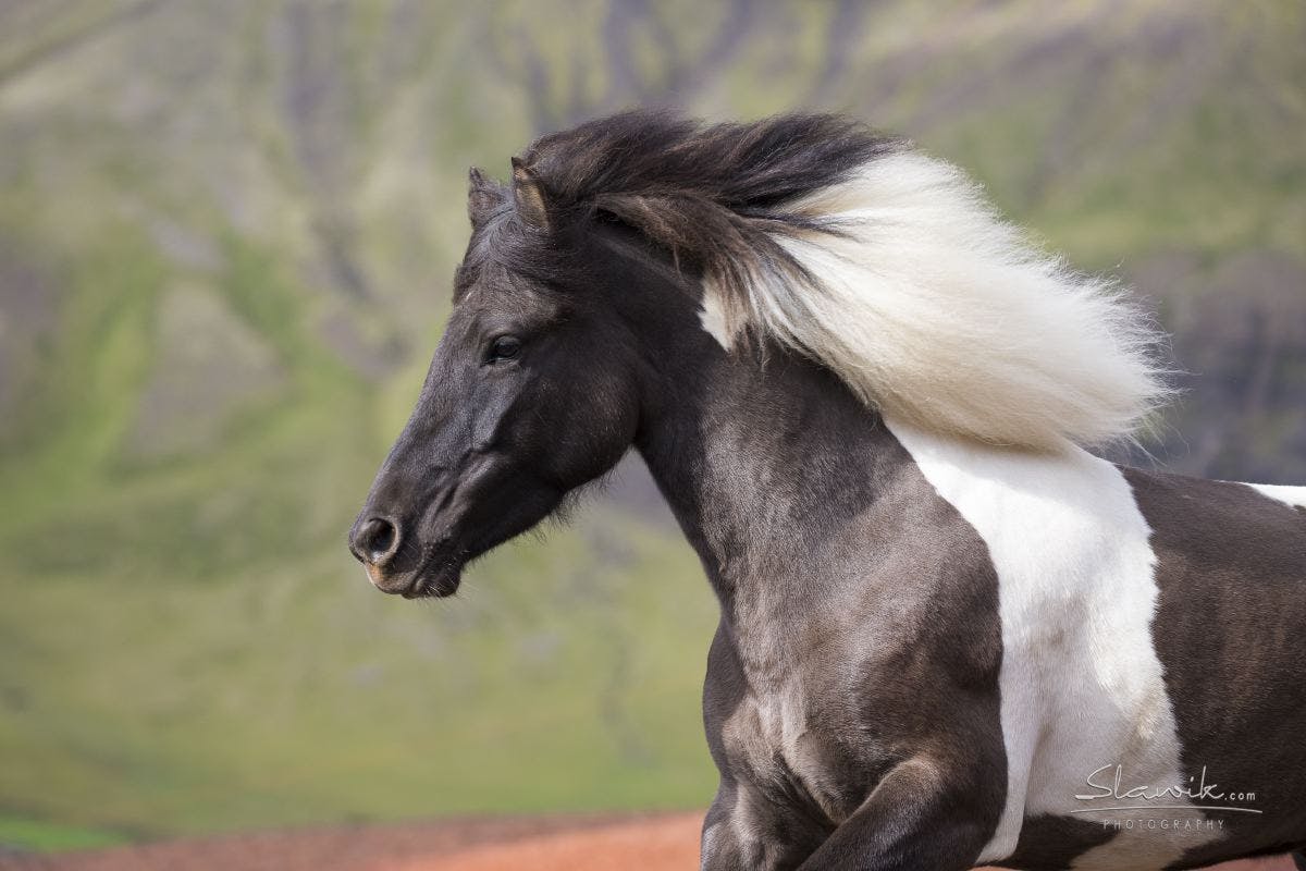The Export Journey of the Icelandic horse