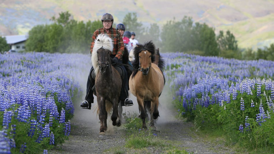 A rider with two Icelandic horses in a lupine field.