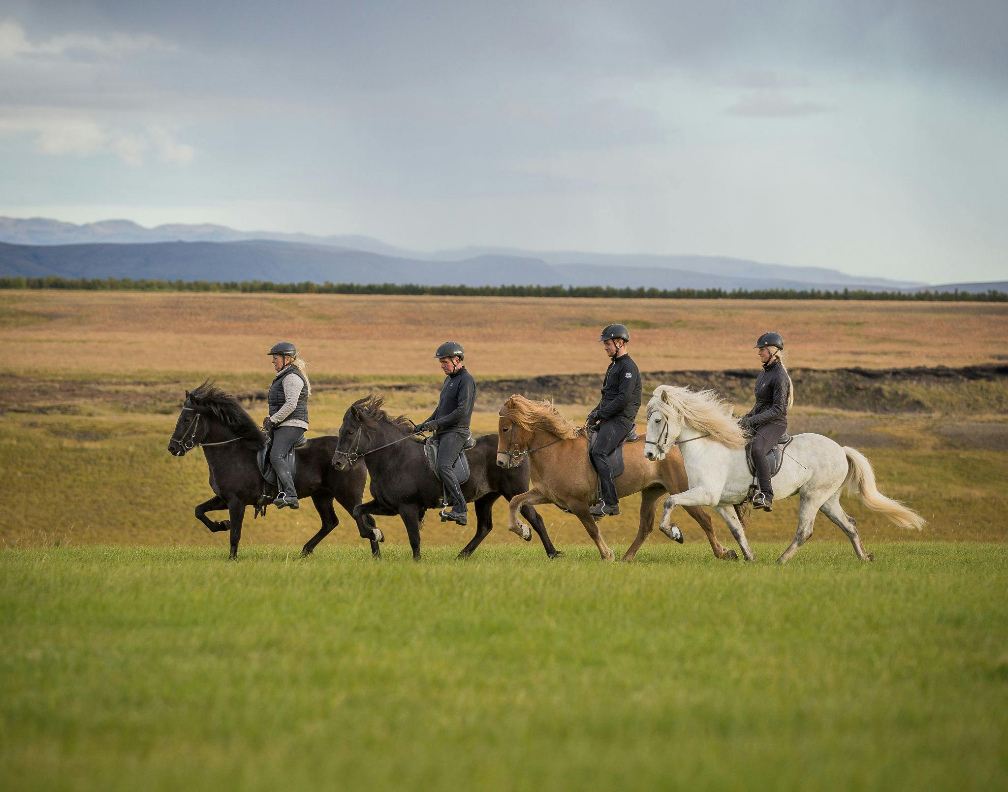 Four equestrians riding tölt in a beautiful Icelandic landscape.