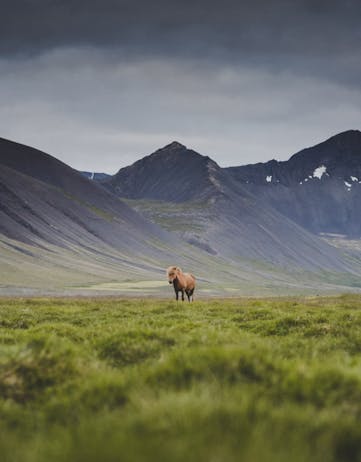 An Icelandic horse taking a nap in the highlands of Iceland