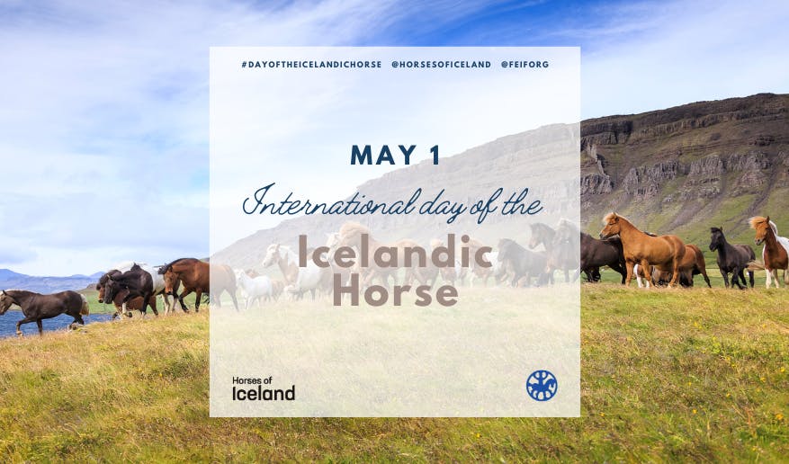 Icelandic horses running in a field with mountains and the sea in the background.