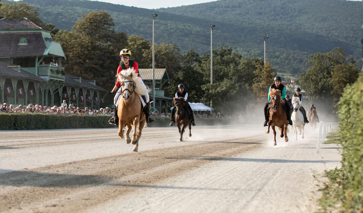 Icelandic horses in a galop race in Austria
