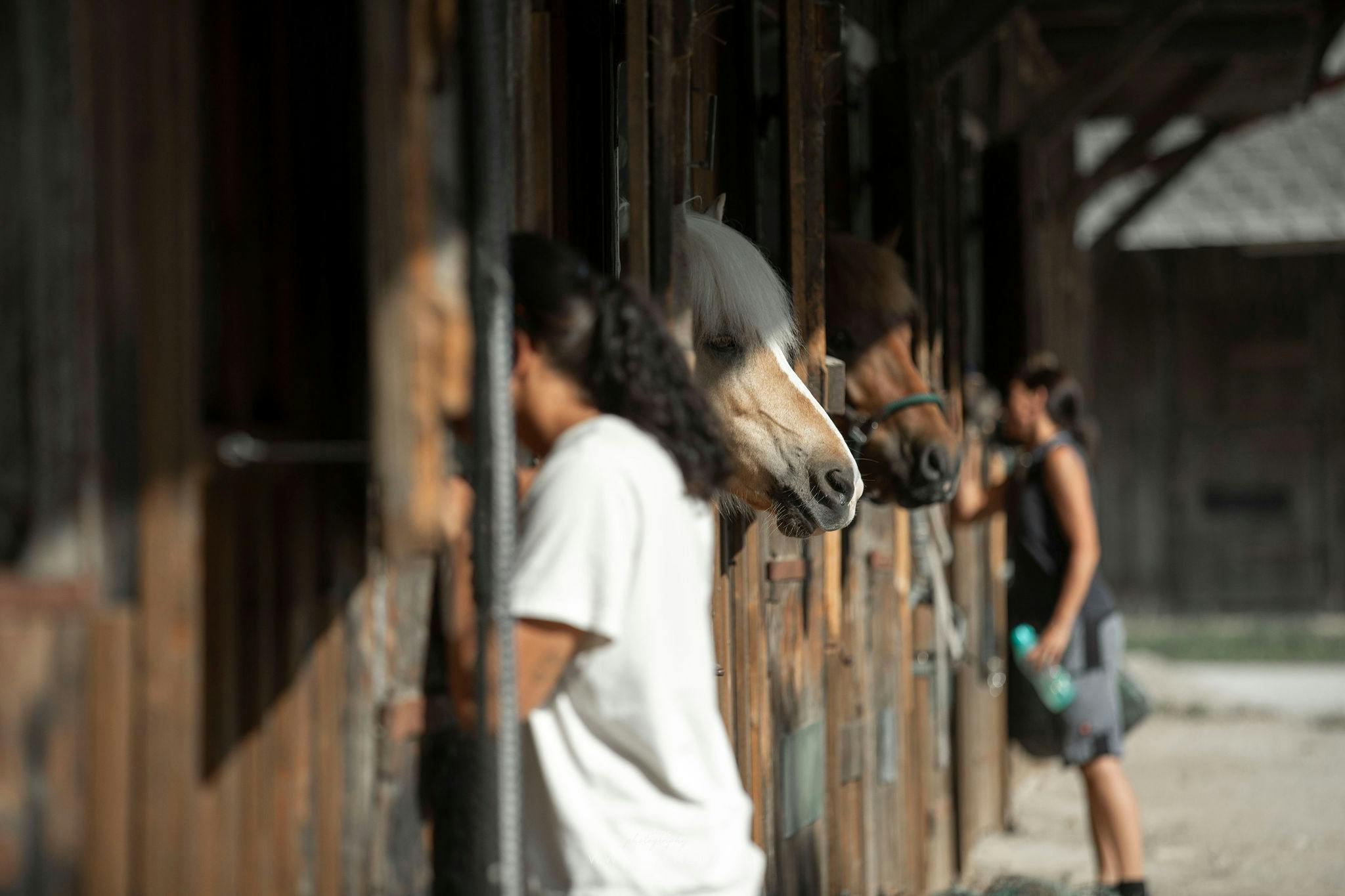 Icelandic horses looking out their box windows in Baden, Austria