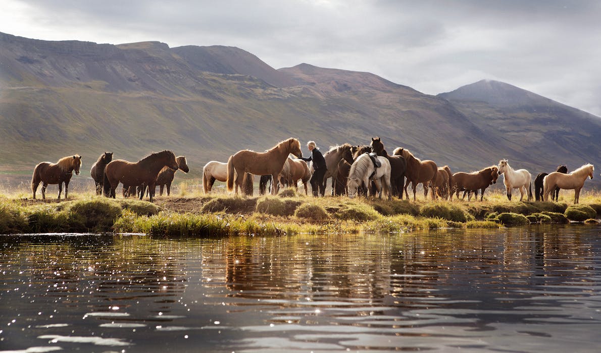 A herd of Icelandic horses surround a woman by a river on a summer day.