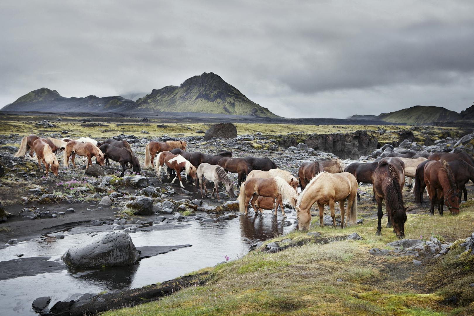 A herd of horses grazes on a strip of green grass on the back of a rive in the Icelandic highlands.