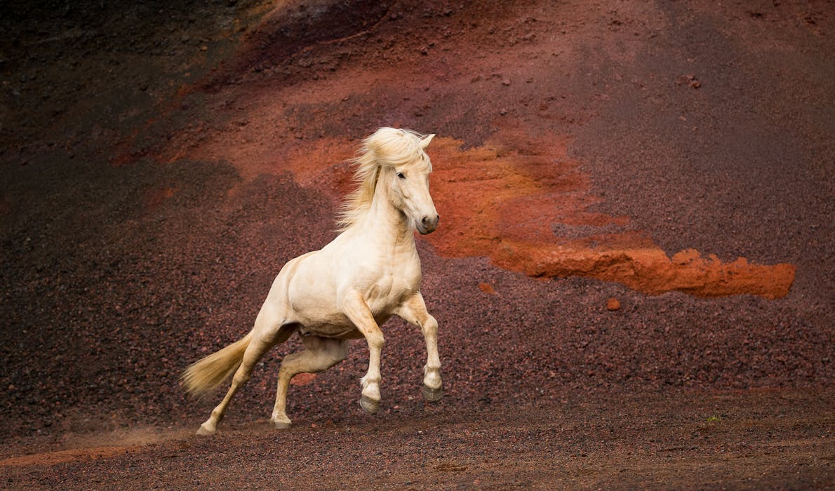 A powerful palomino horse gallops in a red lava field