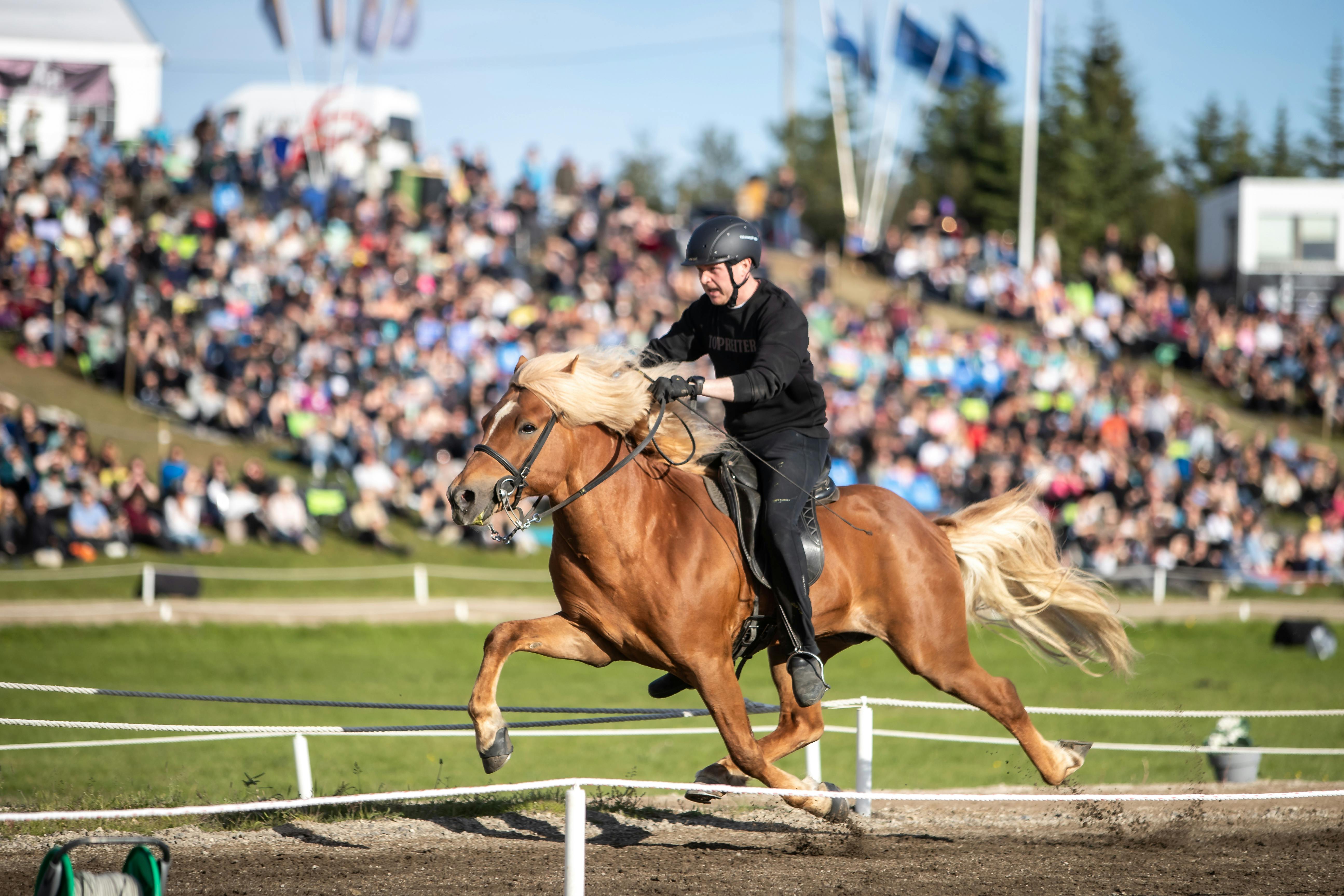 Konráð Valur Sveinsson and Kastor frá Garðshorni in pace at Landsmót 2024