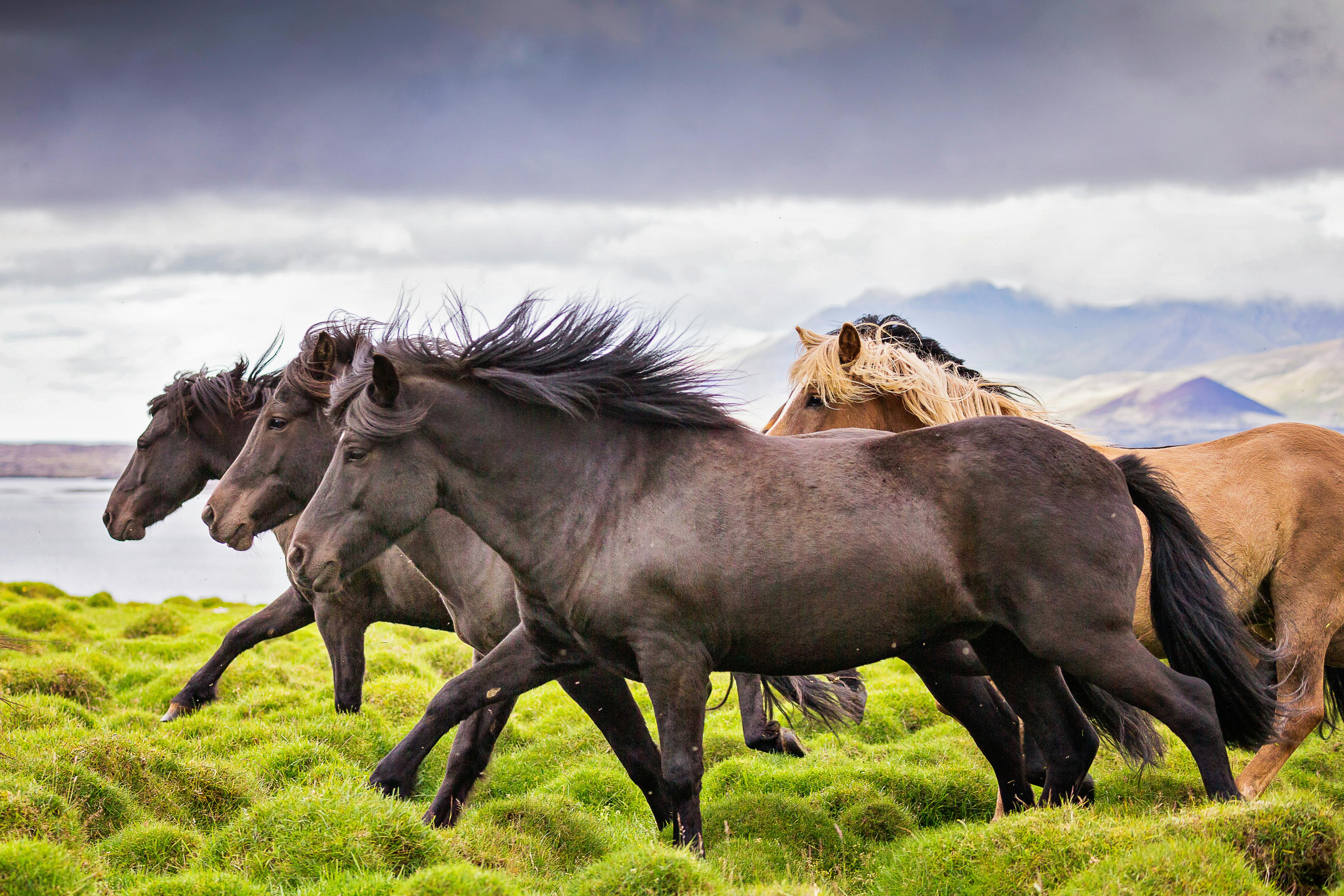 A group of Icelandic horses roaming free in a big lush pasture with a view over a lake in the background