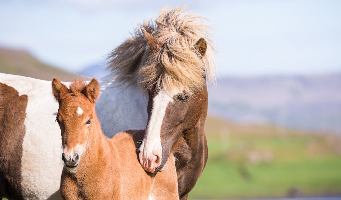 A silver dapple pinto Icelandic mare checks up on her chestnut foal.