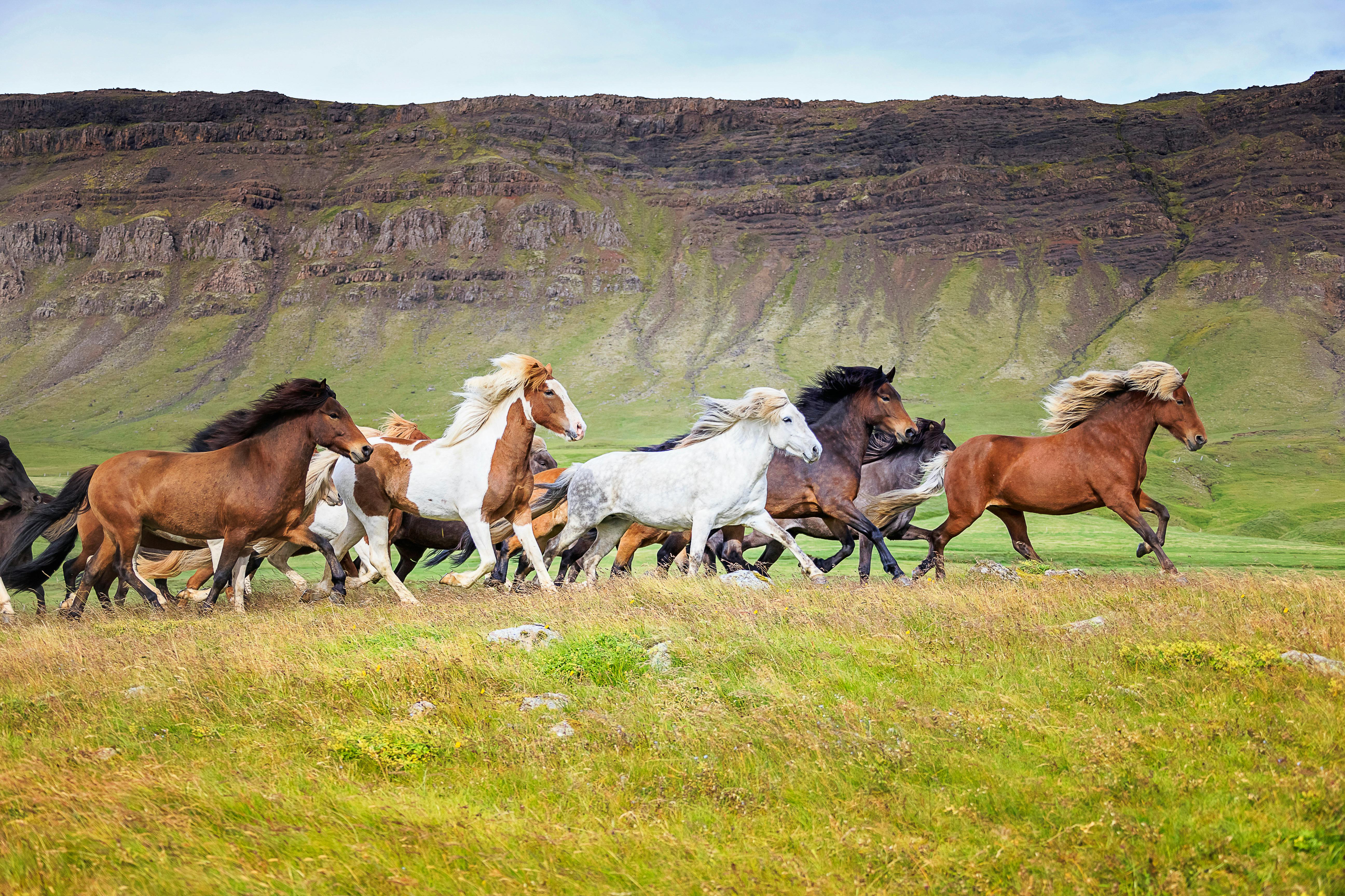 A herd of Icelandic horses of many different colors running in a pasture in front of magnificent cliffs.