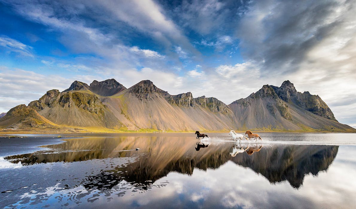 Three horses gallop on a beach in front of Vestrarhorn mountain, their reflection in the shallow water of the low tide sea