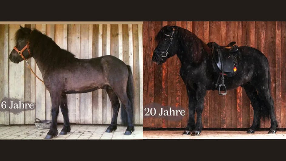 Heljar frá Stóra-Hofi at 6 and 20 years old