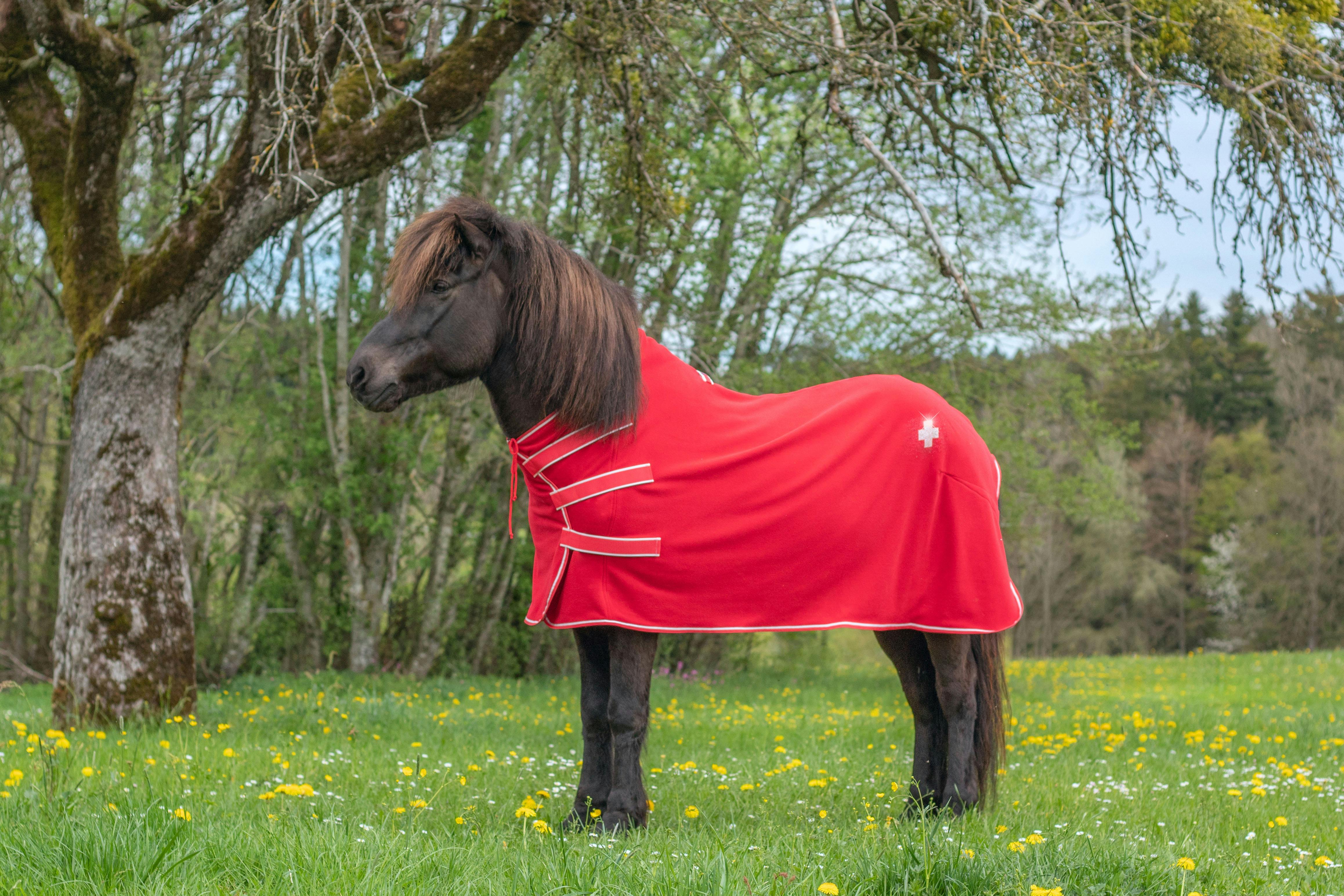 Heljar frá Stóra-Hof wearing a Swiss color blanket