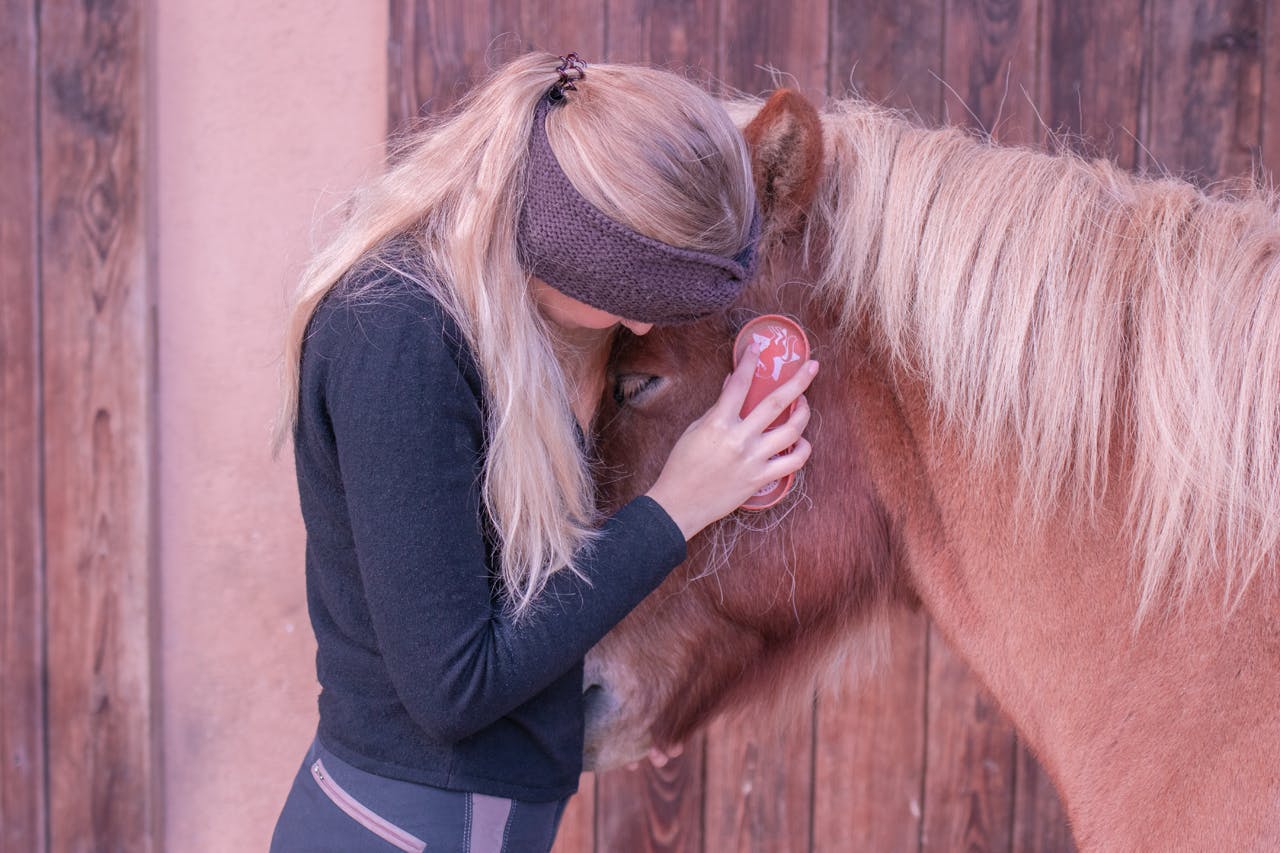 A girl brushed her icelandic horse while it rests