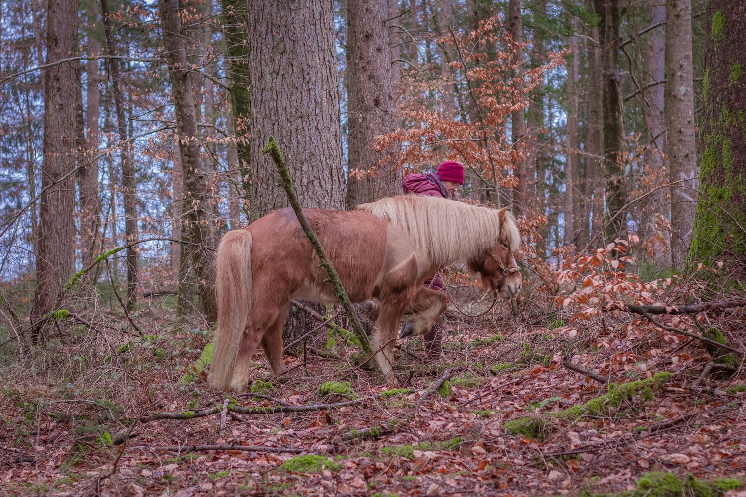 A woman walks in the forest with her older Icelandic horse