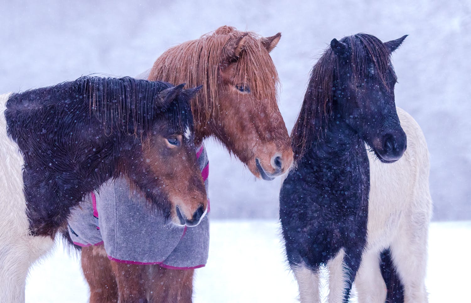 Older Icelandic horses relaxing in the snow in Switzerland