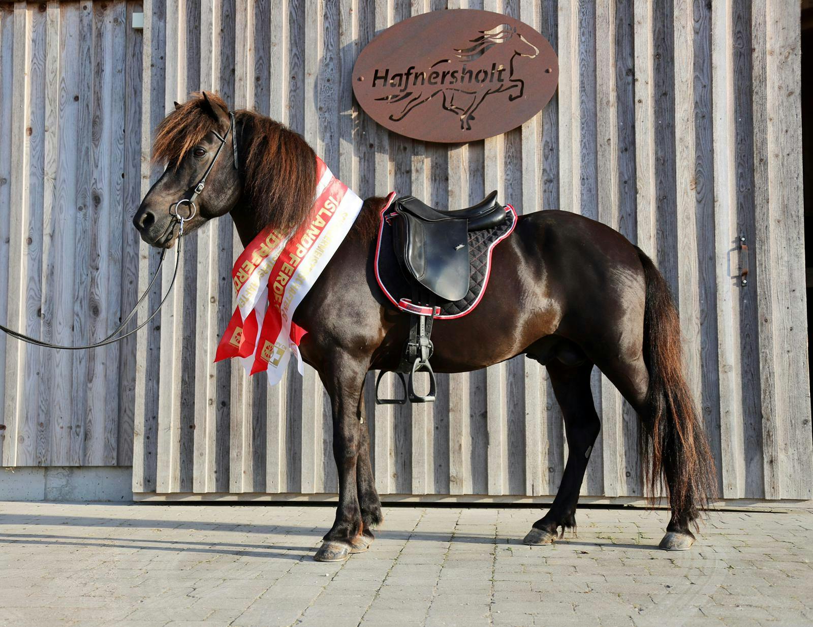 Heljar frá Stóra-Hofi with some of his Swiss Champion titles