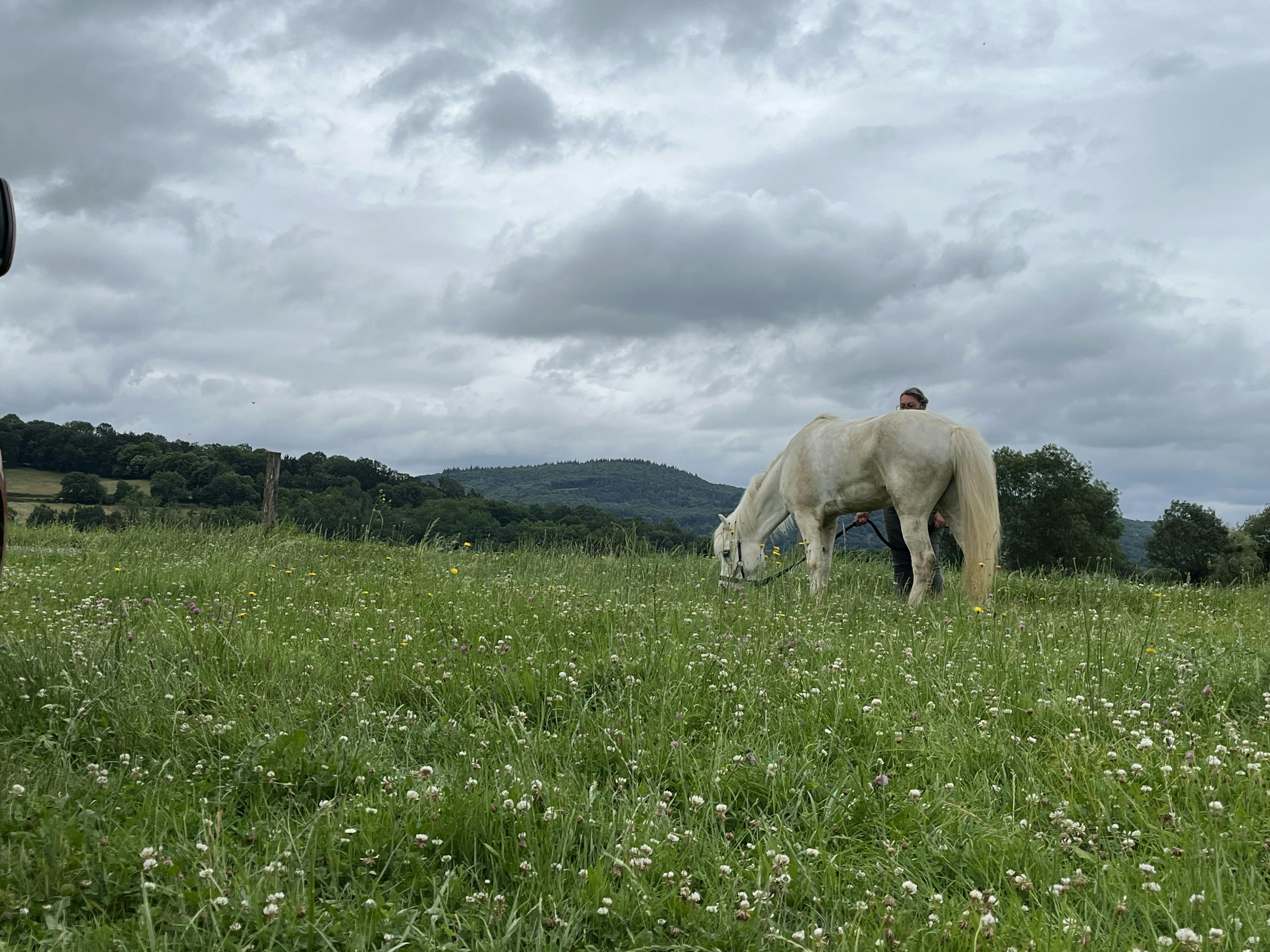 Ckjalar the Icelandic horse grazing during a break