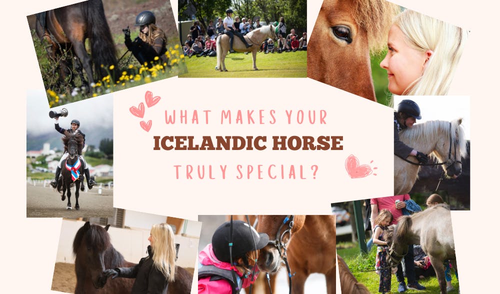 Photo collage of icelandic horses with people and the question 'What makes your Icelandic Horse truly special?'