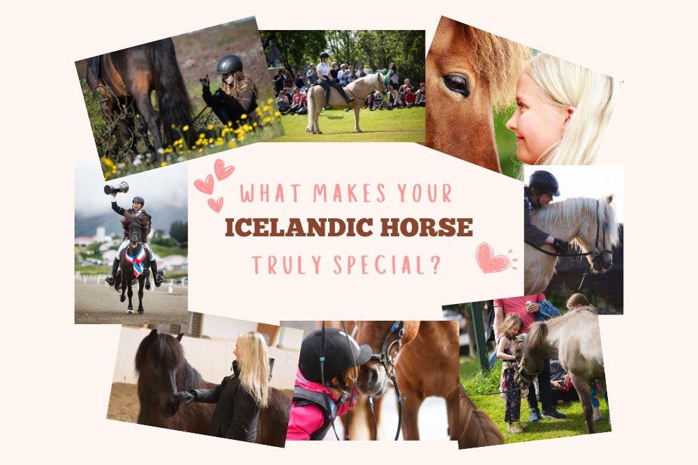 Photo collage of icelandic horses with people and the question 'What makes your Icelandic Horse truly special?'