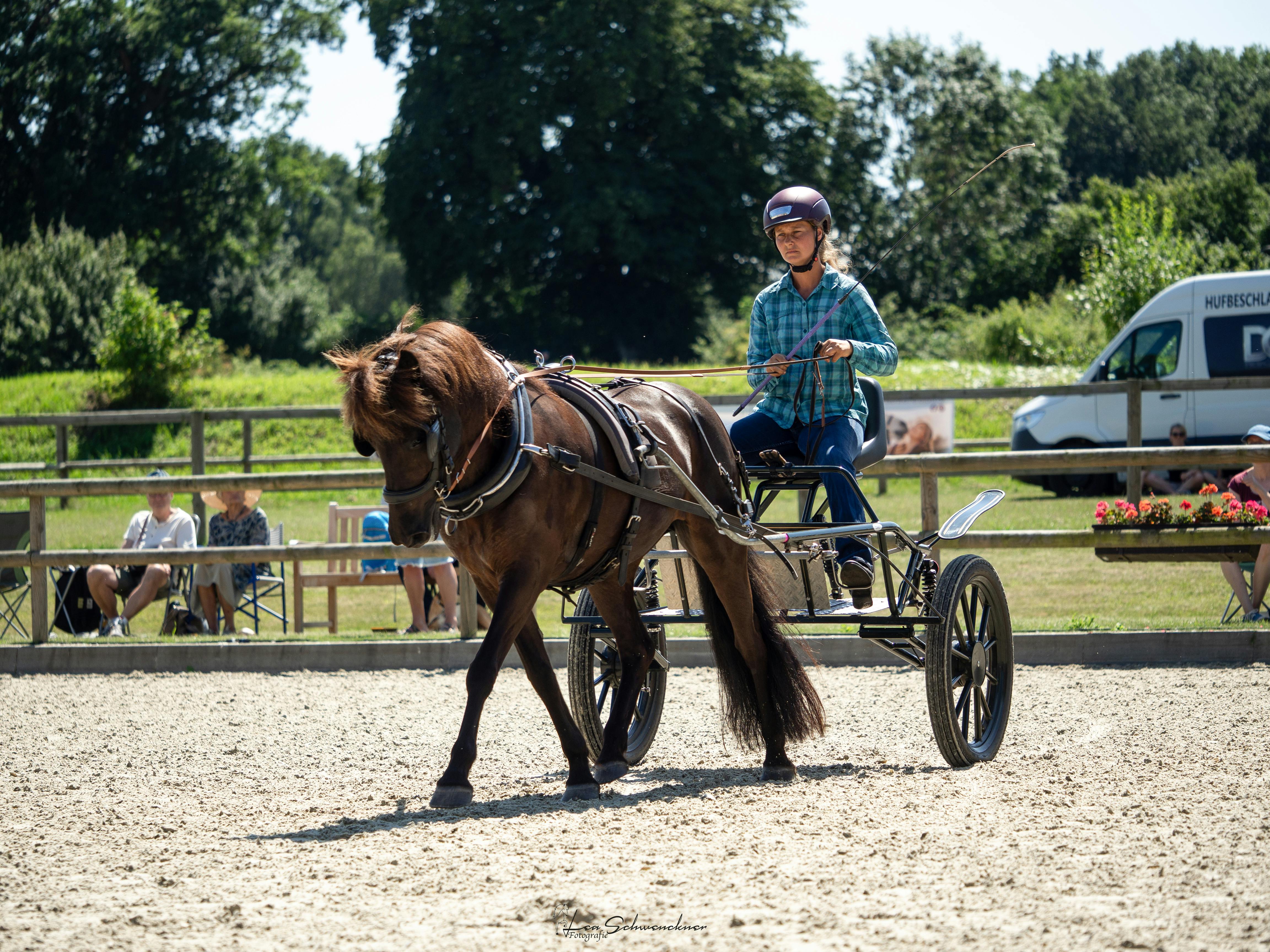 An Icelandic horse pulling a carriage with one driver at Immenhof.